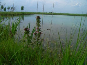 Мытник болотный на берегу озера