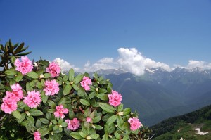 рододендрон Адамса цветет в горах