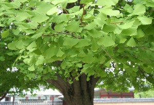 Гинкго билоба дерево с зеленой листвой