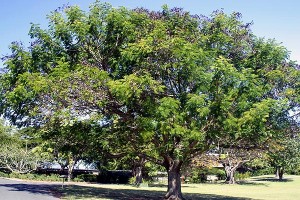 Тамаринд индийский дерево
