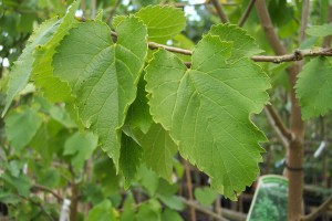 Листья шелковицы на ветвях