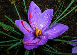 Крокус посевной шафран цветок крупный план