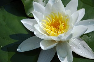 Кувшинка белая цветок крупный план
