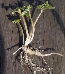 Адокса мускусная растение с корнем