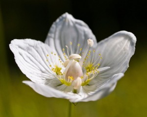 Цветок белозера болотного крупный план