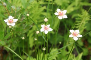 Белозор болотный цветки