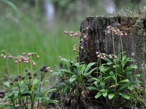 Цветы зимолюбки в лесу