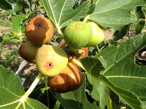 Плоды и листья инжира на дереве
