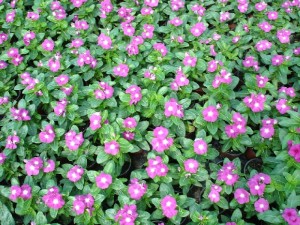 Катарантус розовый много цветов