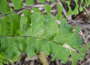 Адиантум стоповидный лист крупный план
