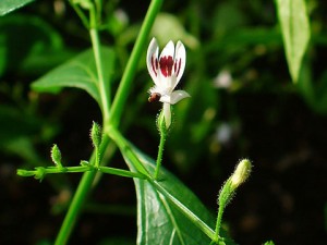Андрографис метельчатый цветок крупный план