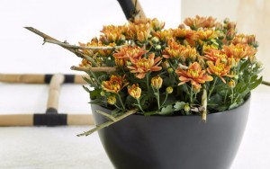 Соцветия хризантемы в пиале