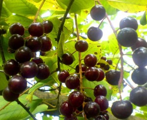 ягоды черемухи