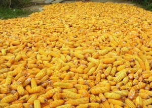 урожай кукурузы