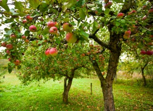 Яблони в саду