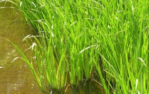 аир болотный трава