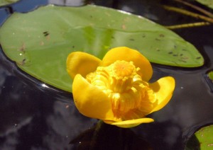Кубышка жёлтая цветок крупный план