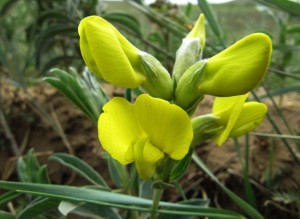 Термопсис ланцетовидный цветок крупный план