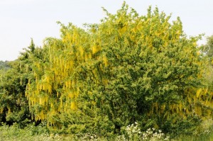Бобовник анагировидный цветущее дерево