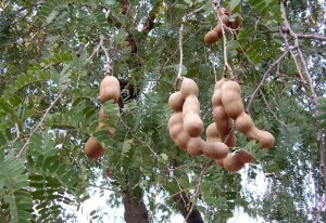 Тамаринд индийский дерево с плодами