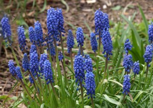 Гиацинт цветок голубой в природе