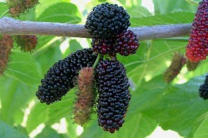 Плоды шелковицы черные на ветке