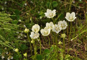 Белозор болотный цветы