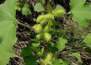Дурнишник обыкновенный фото растения с плодами