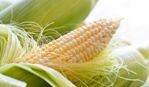 Початок кукурузы с кукурузными рыльцами