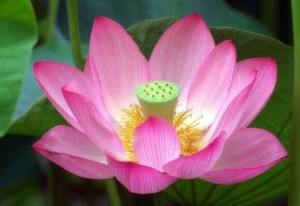 Лотос орехоносный цветок крупный план